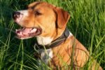 Canil Amstaff Dicas para Nomenclatura de Filhotes Femininos