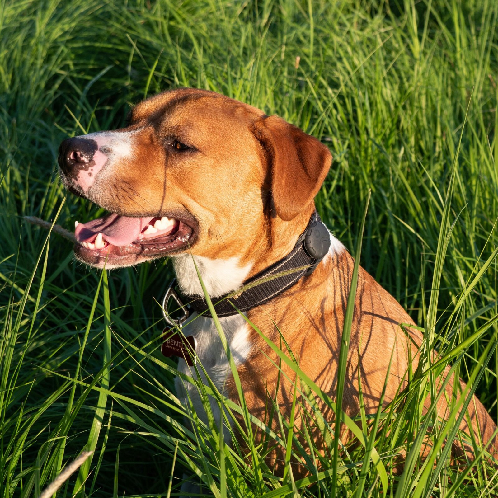 Canil Amstaff Dicas para Nomenclatura de Filhotes Femininos