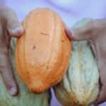 Para compreender as commodities no Brasil, saiba que são matérias-primas essenciais, como soja, petróleo e minério de ferro,