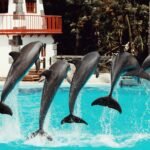 Os Animais Mais Inteligentes do Mundo: Ranking ATUALIZADO e Descobertas Fascinantes — animais mais inteligentes do mundo rank