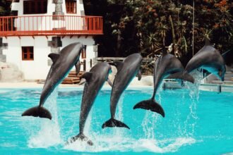 Os Animais Mais Inteligentes do Mundo: Ranking ATUALIZADO e Descobertas Fascinantes — animais mais inteligentes do mundo rank