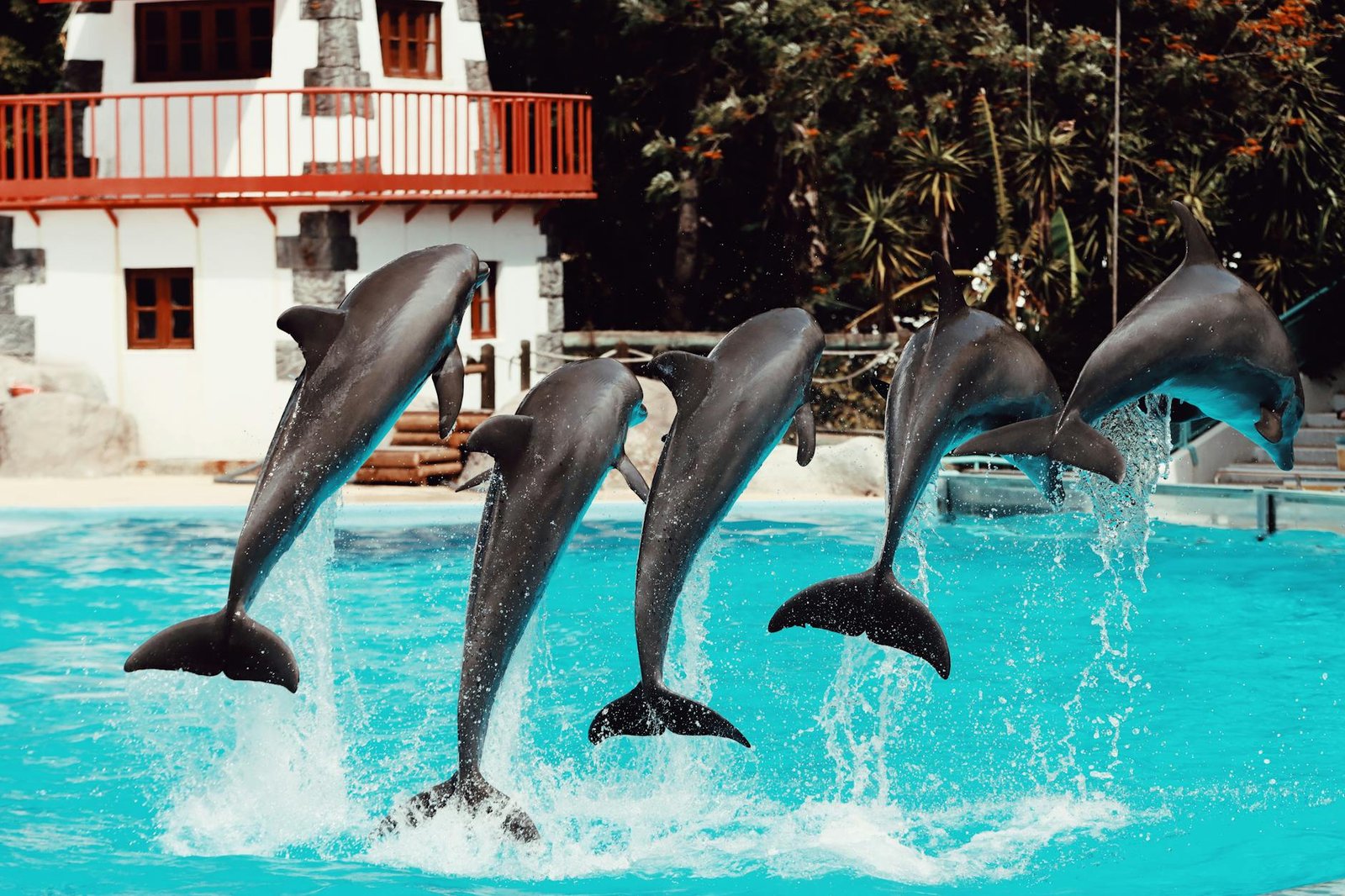 Os Animais Mais Inteligentes do Mundo: Ranking ATUALIZADO e Descobertas Fascinantes — animais mais inteligentes do mundo rank