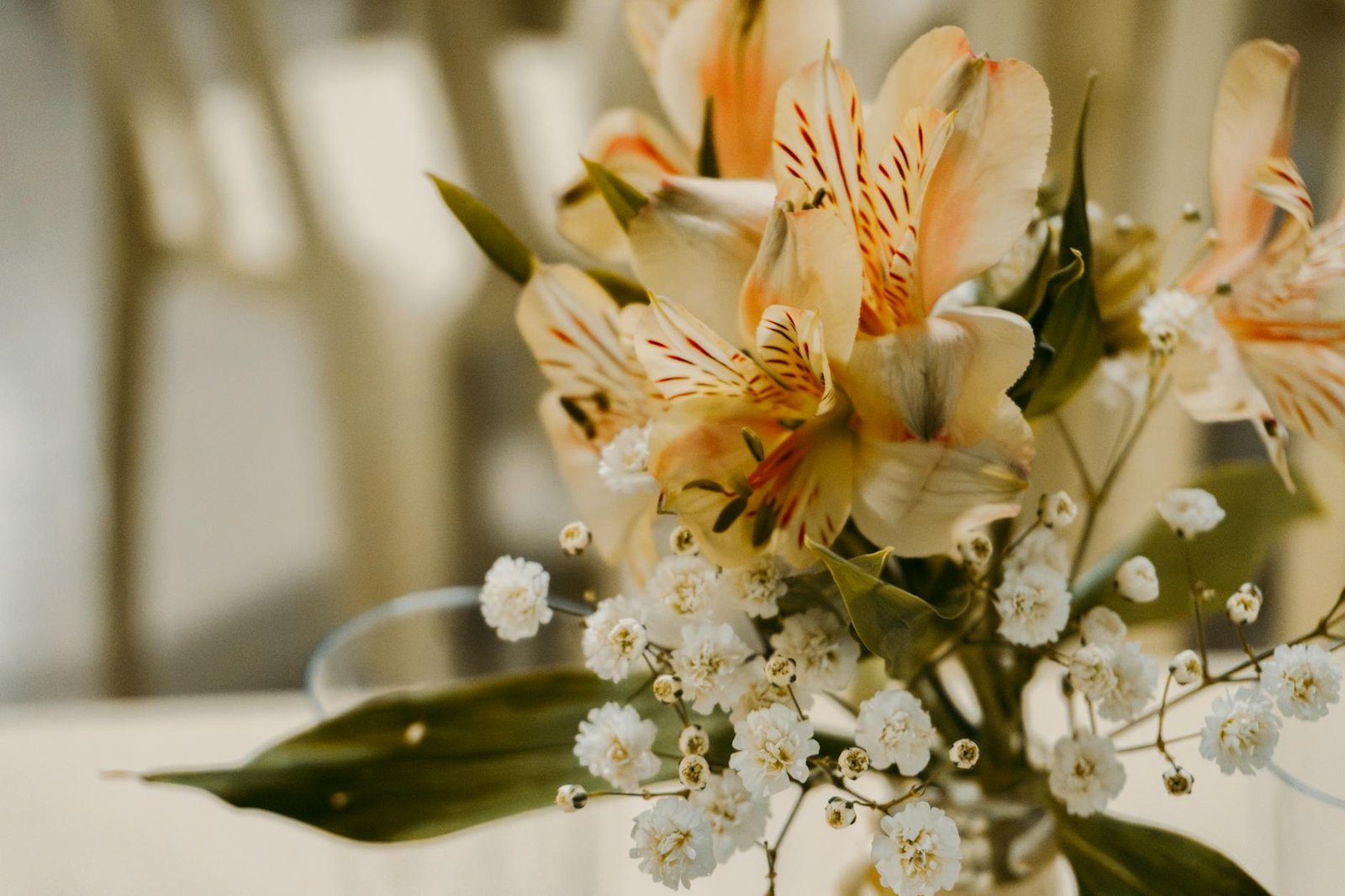 Guia Definitivo: Como Plantar Tomate em Vaso no Quintal e Colher Frutos Abundantes — como plantar tomate em vaso no quintal |