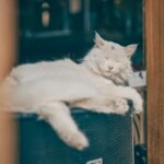 Por Que Gatos Ronronam? Desvende os Segredos Profundos e o Significado de Cada Som — por que gatos ronronam e o que isso sign