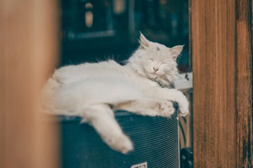 Por Que Gatos Ronronam? Desvende os Segredos Profundos e o Significado de Cada Som — por que gatos ronronam e o que isso sign