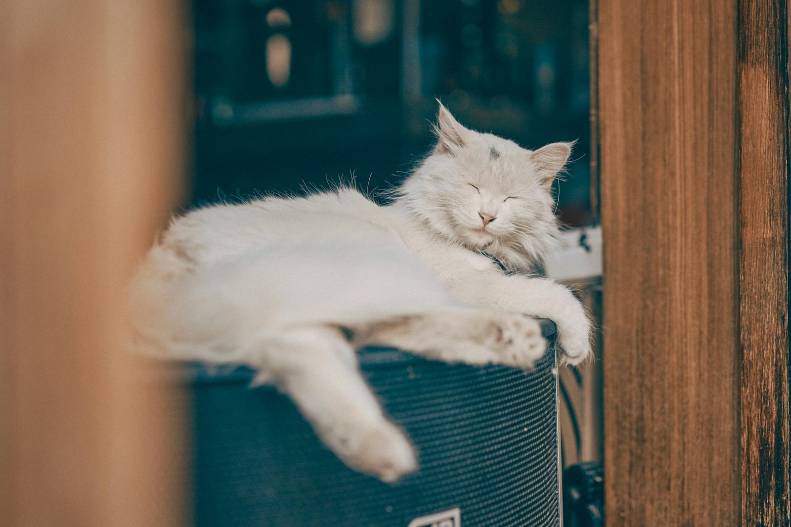 Por Que Gatos Ronronam? Desvende os Segredos Profundos e o Significado de Cada Som — por que gatos ronronam e o que isso sign