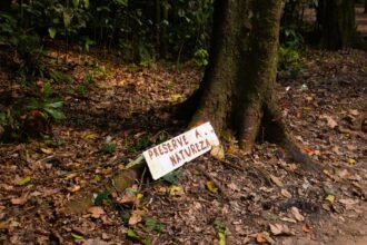 Turismo Ecológico no Brasil: Destinos Paradisíacos para Amantes da Natureza e Aventura Sustentável — turismo ecológico no bra