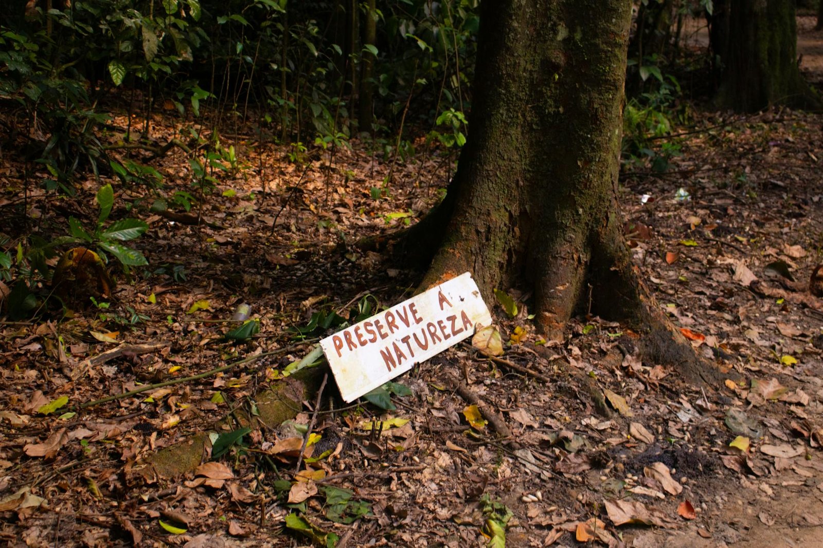 Turismo Ecológico no Brasil: Destinos Paradisíacos para Amantes da Natureza e Aventura Sustentável — turismo ecológico no bra
